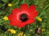"The Colors Parade" - Flowers of the Carmel