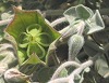 "Desert Blossom" - Flowers in Judea Desert